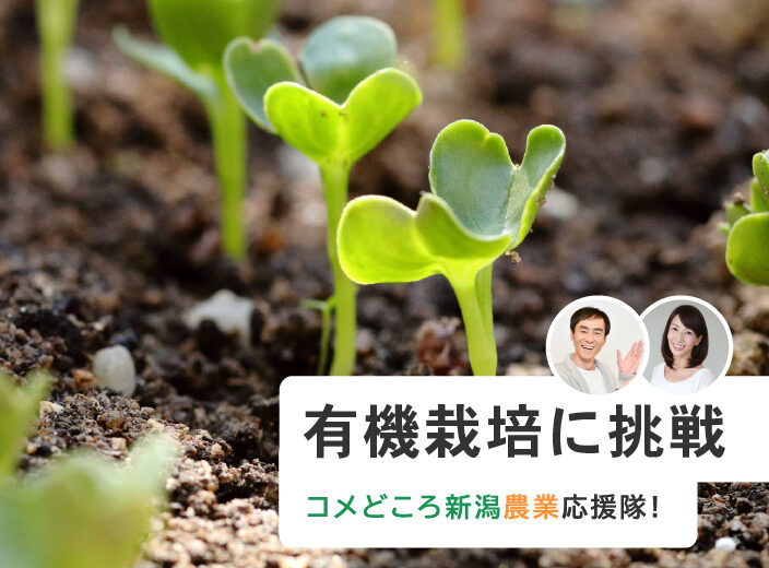ミニトマト・小松菜に続き、新たな有機栽培に挑戦