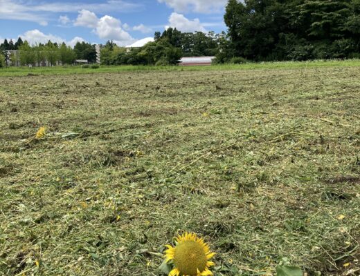 ひまわりが緑肥に、大学前圃場がスケールアップ！