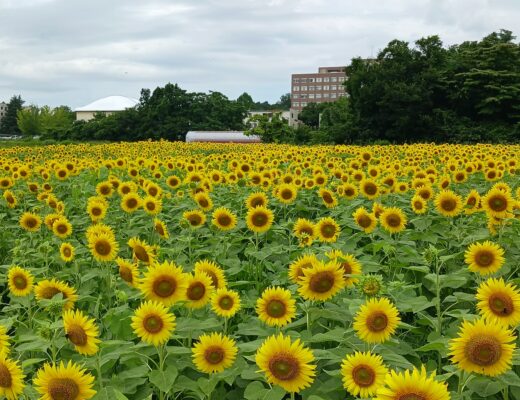 子どもたちが大学前圃場で野菜収穫体験をしました！