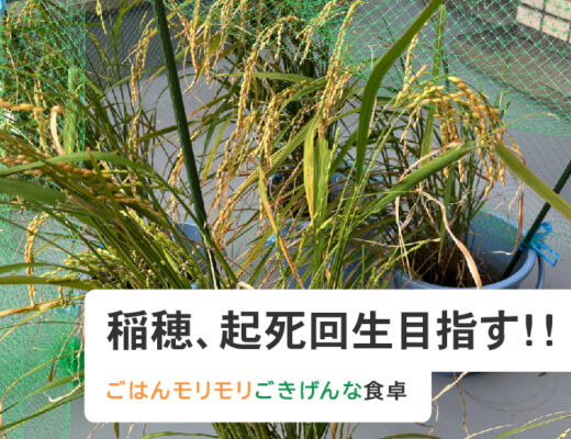 稲穂、起死回生目指す！！