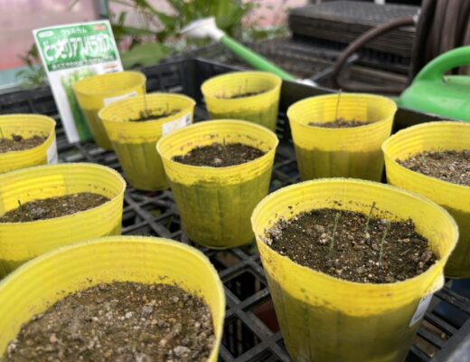 ジャガイモ植付けイベントを開催しました