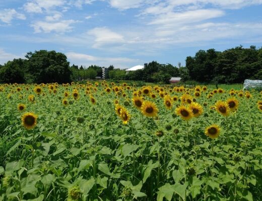 大学前圃場のヒマワリが咲き始めました！