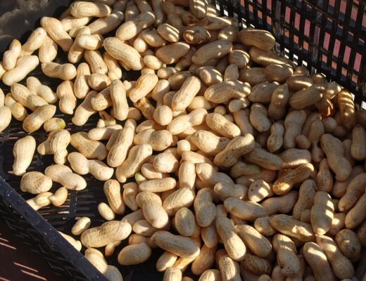 落花生が収穫期を迎えています！