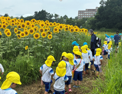 中島幼稚園の皆さんが大学前圃場のヒマワリを見に来てくれました！